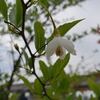 卯の花腐し