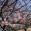 阪神甲子園｜八ツ松公園で見かけた2種類の早咲きの桜🌸