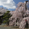 さくら　（三明寺）