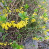 スイス高原の黄色いブログ花（５）